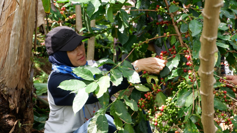 Warga Harjokuncaran sedang memetik kopi berkualitas